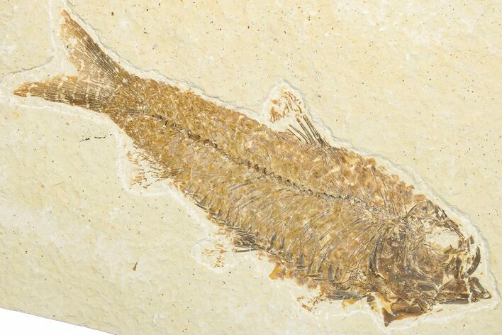 Detailed Fossil Fish (Knightia) - Wyoming #346044